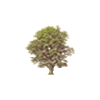 icon arbores mini