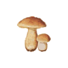 icon fungi2 mini