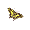 icon lepidoptera mini