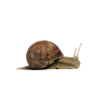 icon mollusca mini