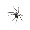 icon arachnida mini