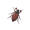icon coleoptera mini