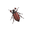 icon coleoptera mini