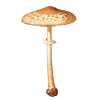 icon fungi1 mini