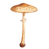 icon fungi1 mini