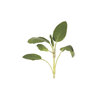 icon herba mini