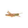 icon insecta1 mini