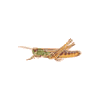 icon insecta1 mini
