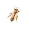 icon insecta2 mini