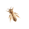 icon insecta2 mini