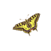 icon lepidoptera mini