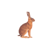 icon mammalia mini