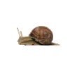 icon mollusca mini