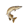 icon pisces mini