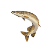 icon pisces mini
