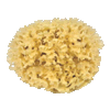 icon porifera mini
