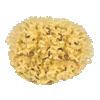 icon porifera mini