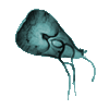 icon protozoa mini